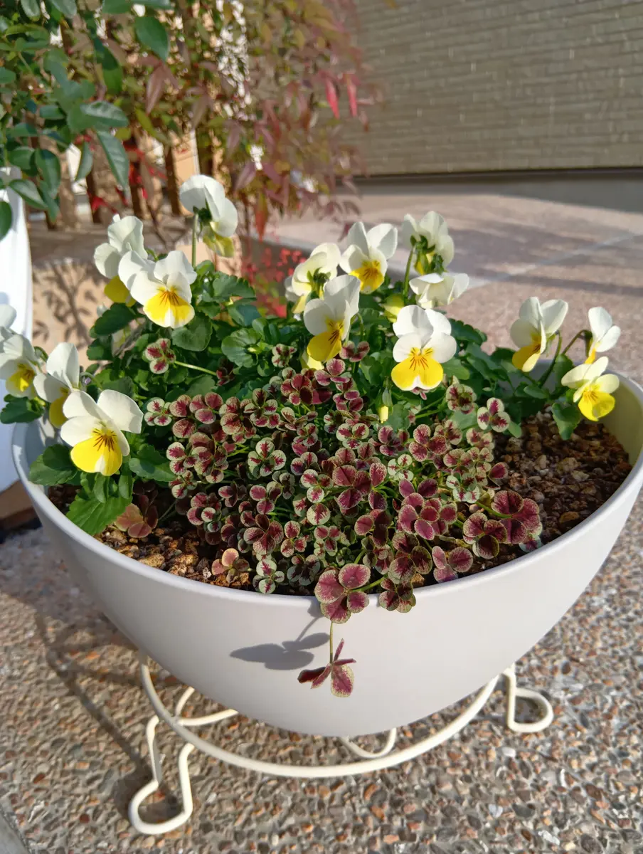 ウインティーの植え付け｜園芸日記byまり金｜みんなの趣味の園芸｜1275298