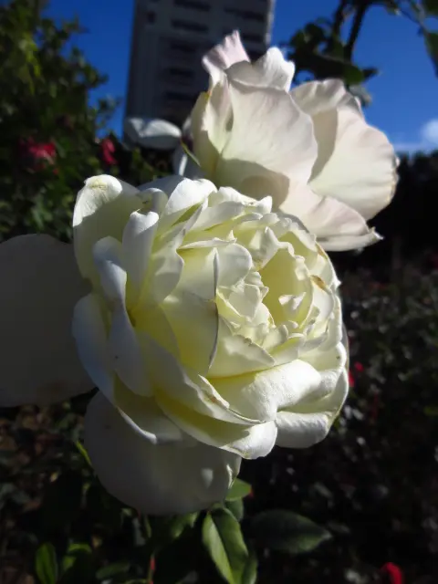清楚な白薔薇。｜園芸日記byタウラスゆうき｜みんなの趣味の園芸