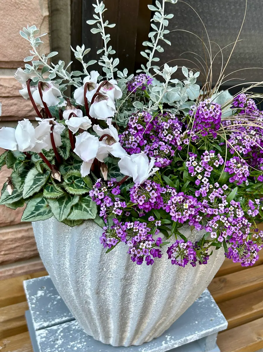 冬の玄関先に並ぶ寄せ植え・・♪〔写真2枚目〕-mocomaruさんの日記