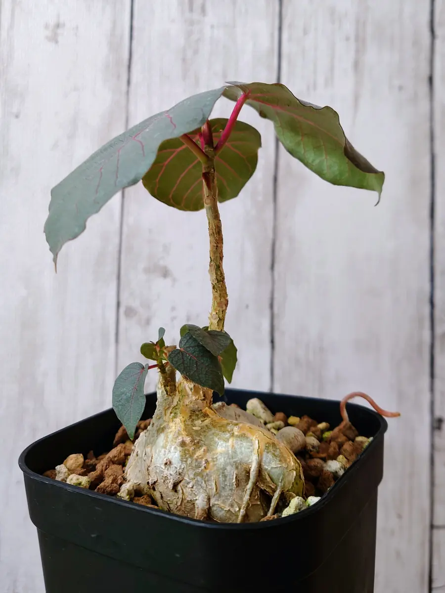 根っこが逃げ出してきた、フィカス・ペティオラリスさん。｜園芸日記