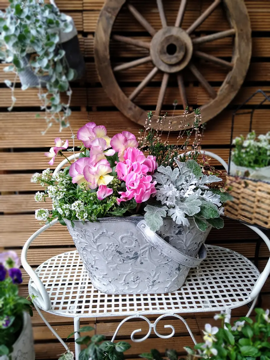 冬の寄せ植え〜白妙菊〜｜園芸日記byフラワー1968｜みんなの趣味の園芸