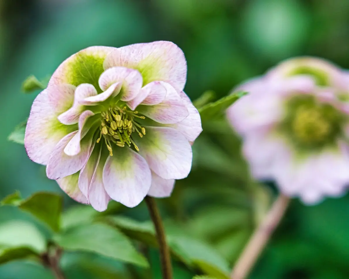 クリスマスローズのセミナー開催（池袋コミュニティカレッジ）｜園芸