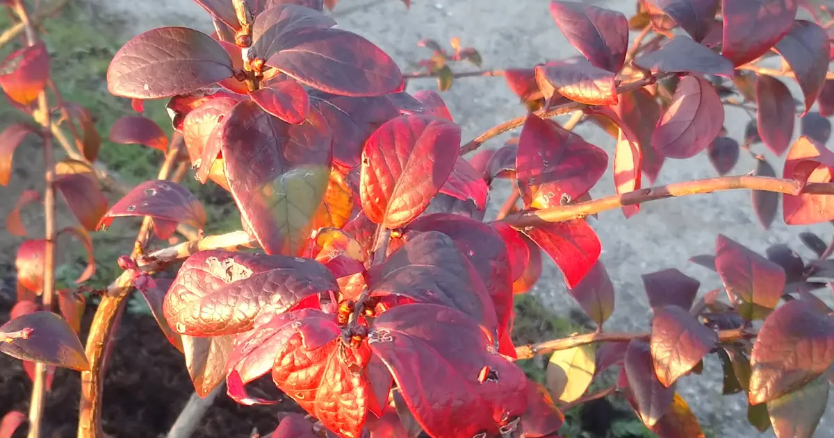 地植えのブルーベリー（オニール）紅葉してきました｜園芸日記bytotyan