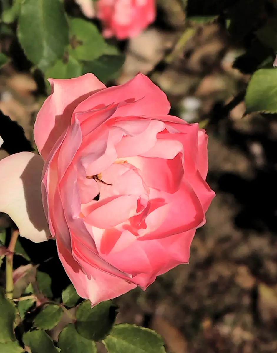 バラ グラデーション 赤 秋薔薇 グラデーション 園芸日記byjictenko