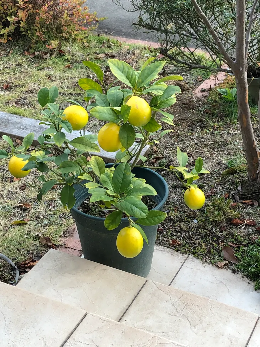 レモン　盆栽　4号陶器鉢つき　曲がり❗激レア❗ 4年越しのレモン🍋｜園芸日記byそら豆にゃん｜みんなの趣味の園芸｜1276446