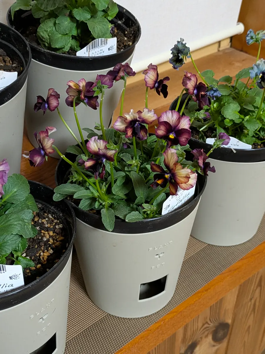 底面給水鉢を使ってみる｜園芸日記byみぃぽん｜みんなの趣味の園芸