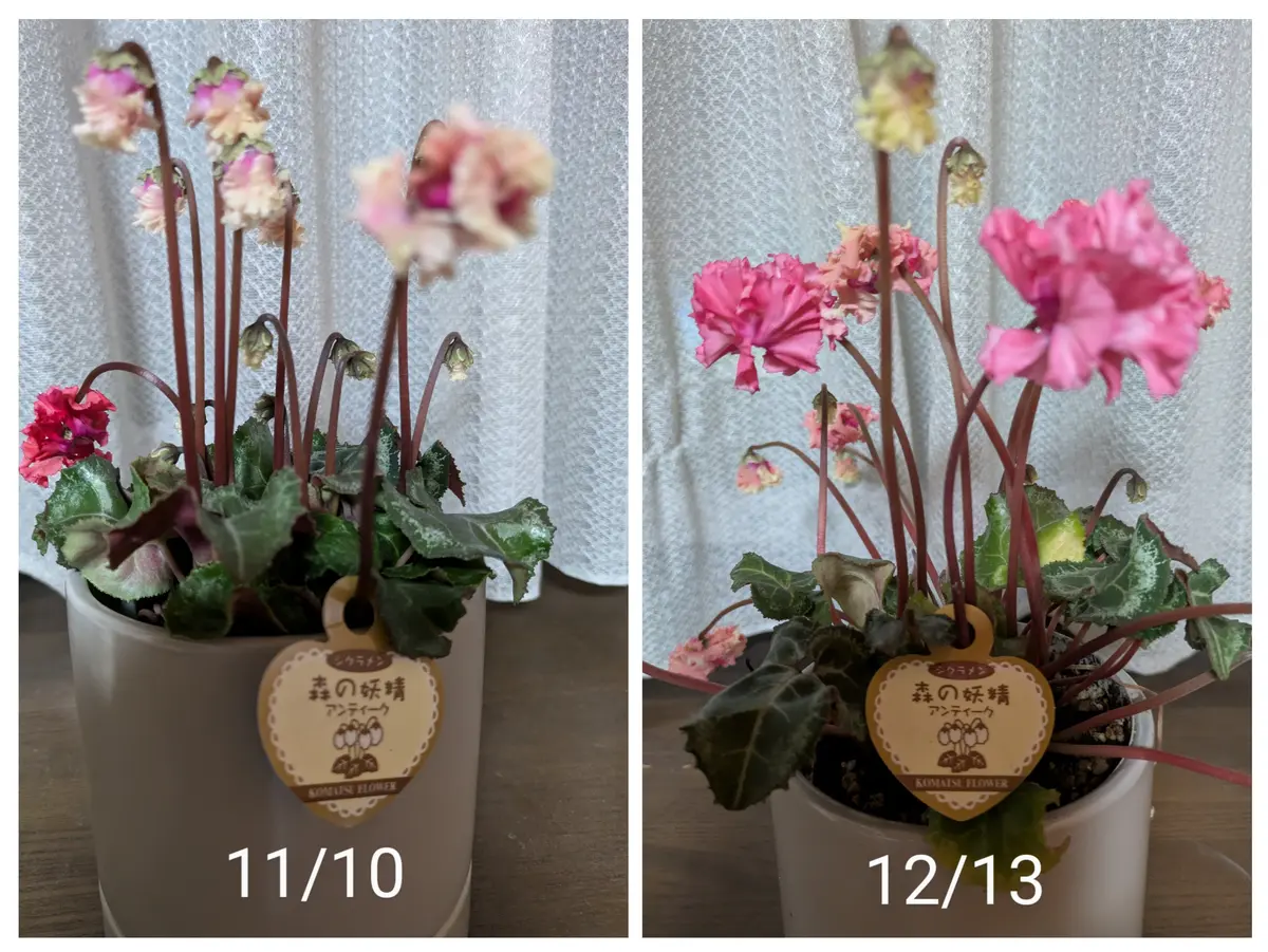 森の妖精アンティークの変化🪷｜園芸日記byリーフーミン｜みんなの趣味