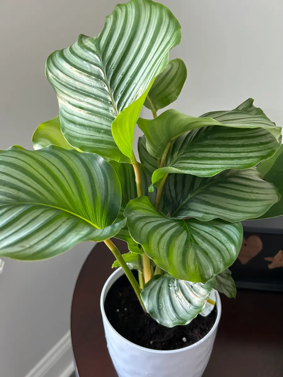 格安販売中 観葉植物2024⑨:カラテアオルビフォリア｜園芸日記bymo'mo その他