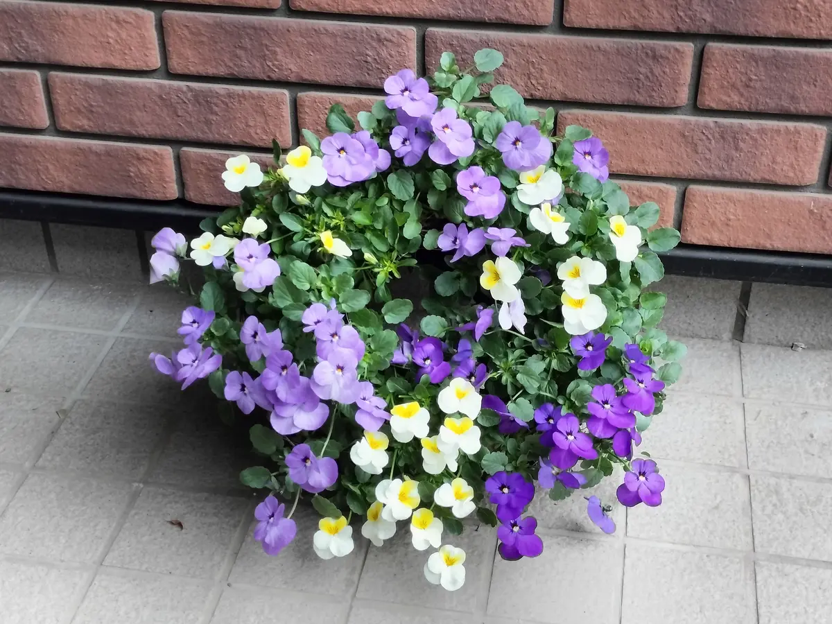 パンジーとビオラのリース　パープルリース パンジーとビオラのリース植え｜園芸日記byHonoha0250｜みんなの趣味の