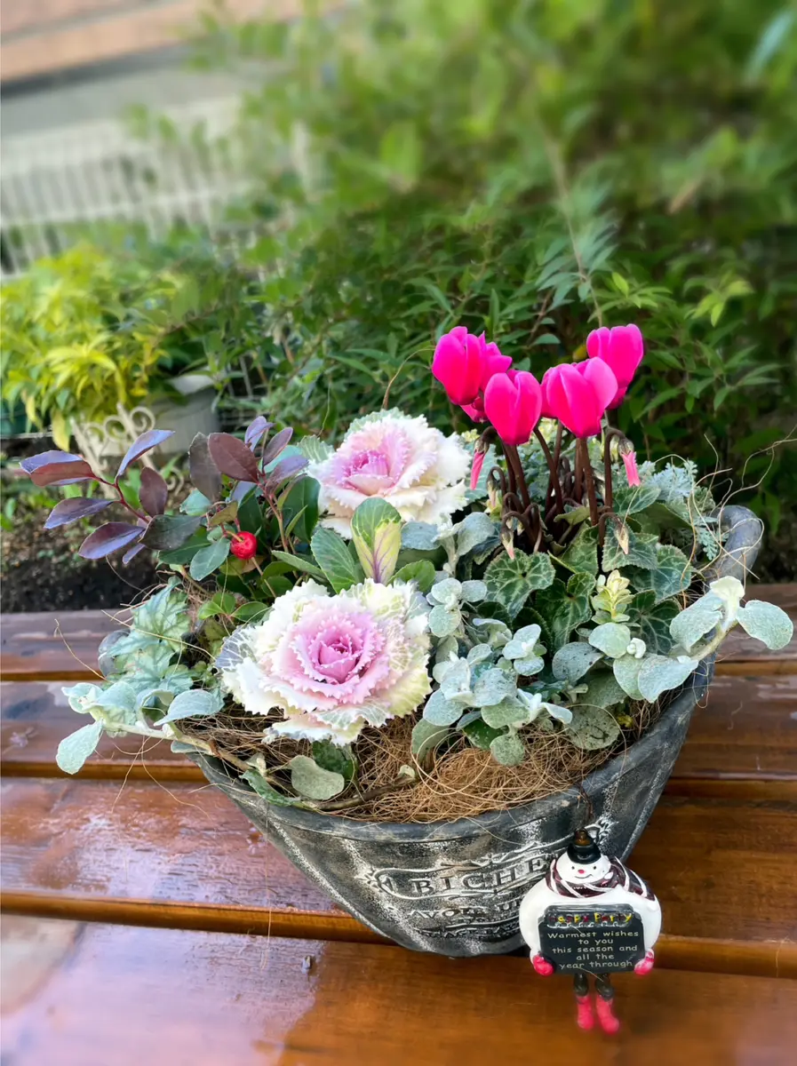 寄せ植え手直しました｜園芸日記byあずきもち｜みんなの趣味の