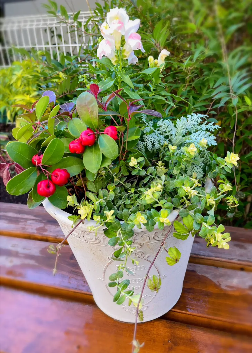 今年最後の寄せ植えしました｜園芸日記byあずきもち｜みんなの趣味の