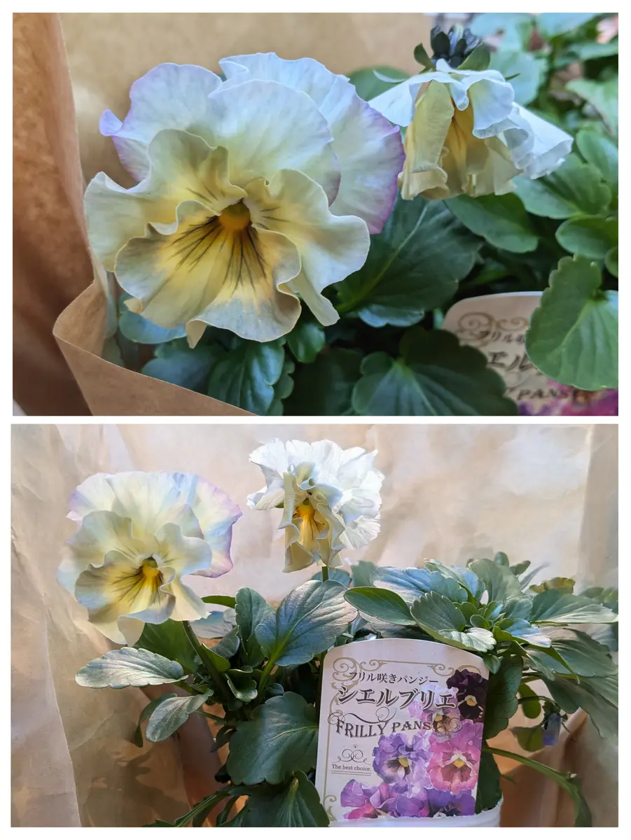 シエルブリエの寄植え　Ann様 確認用 シエルブリエの寄植え Ann様 確認用 少しベランダに色を足したくて