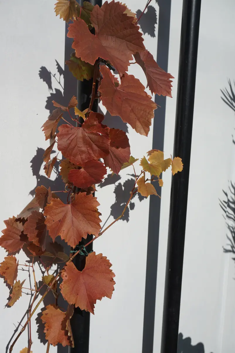 ぶどうの紅葉｜園芸日記byあめんぼ｜みんなの趣味の園芸｜1277668