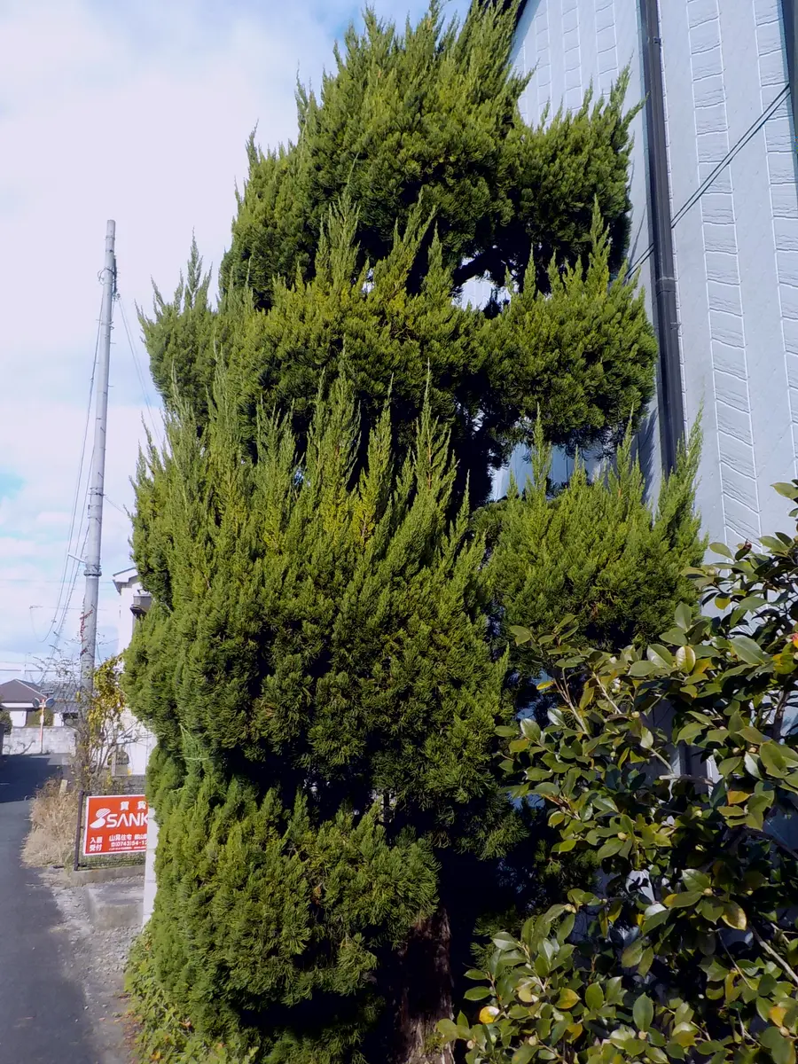 カイズカイブキ の 剪定