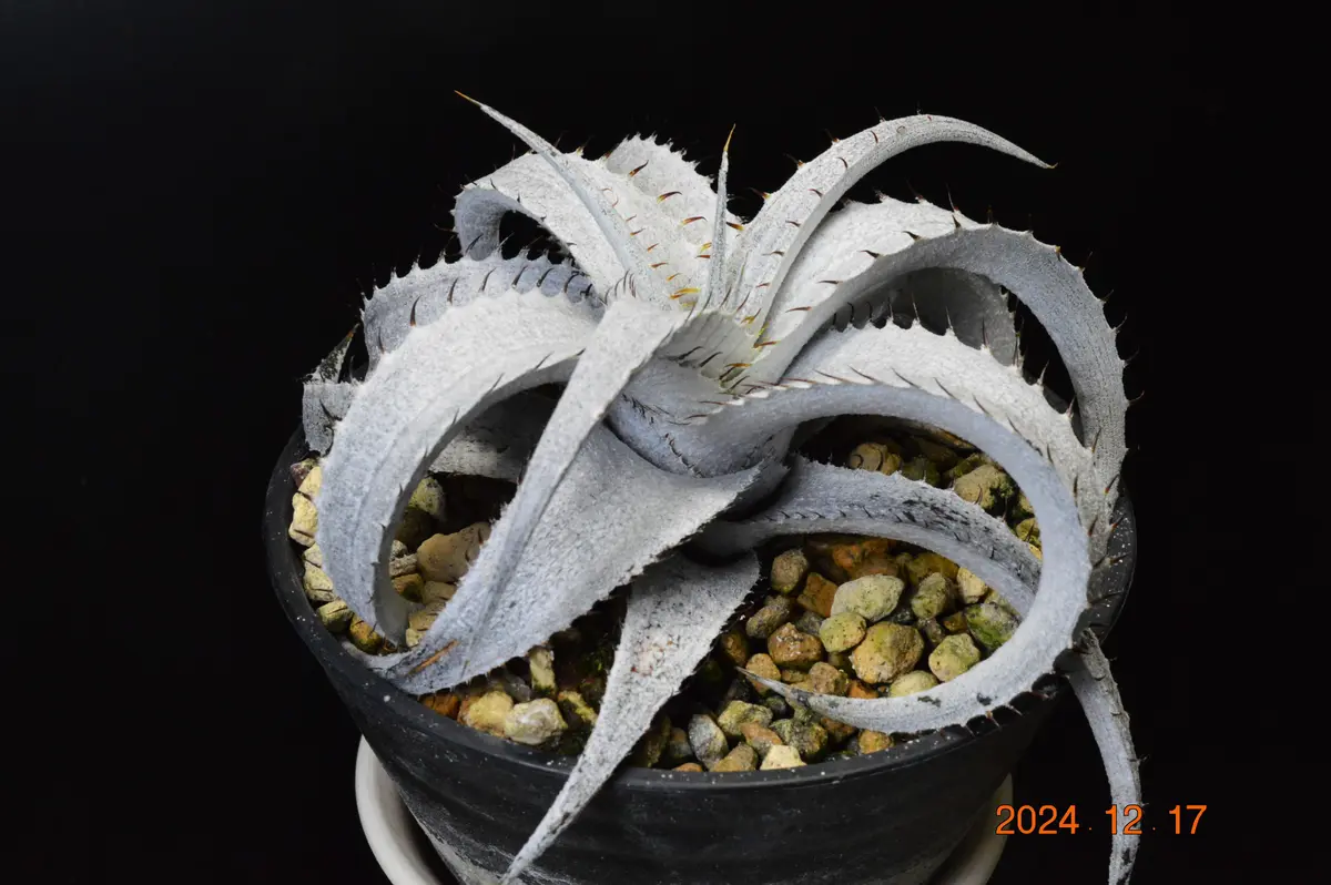 原種 ディッキア ブラウニー ディッキア・ブラウニー：Dyckia braunii | Dyckia Maniax