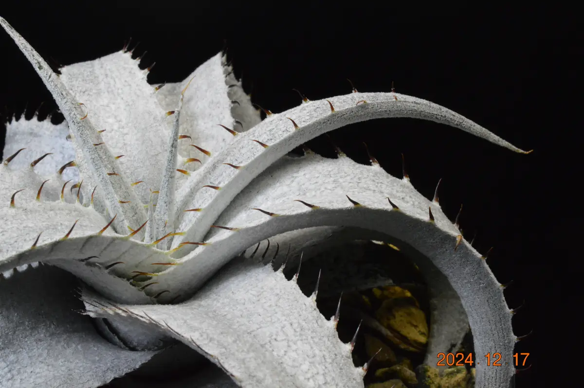 ディッキア　ブラウニー img_cache_d_1278001_1_17344290