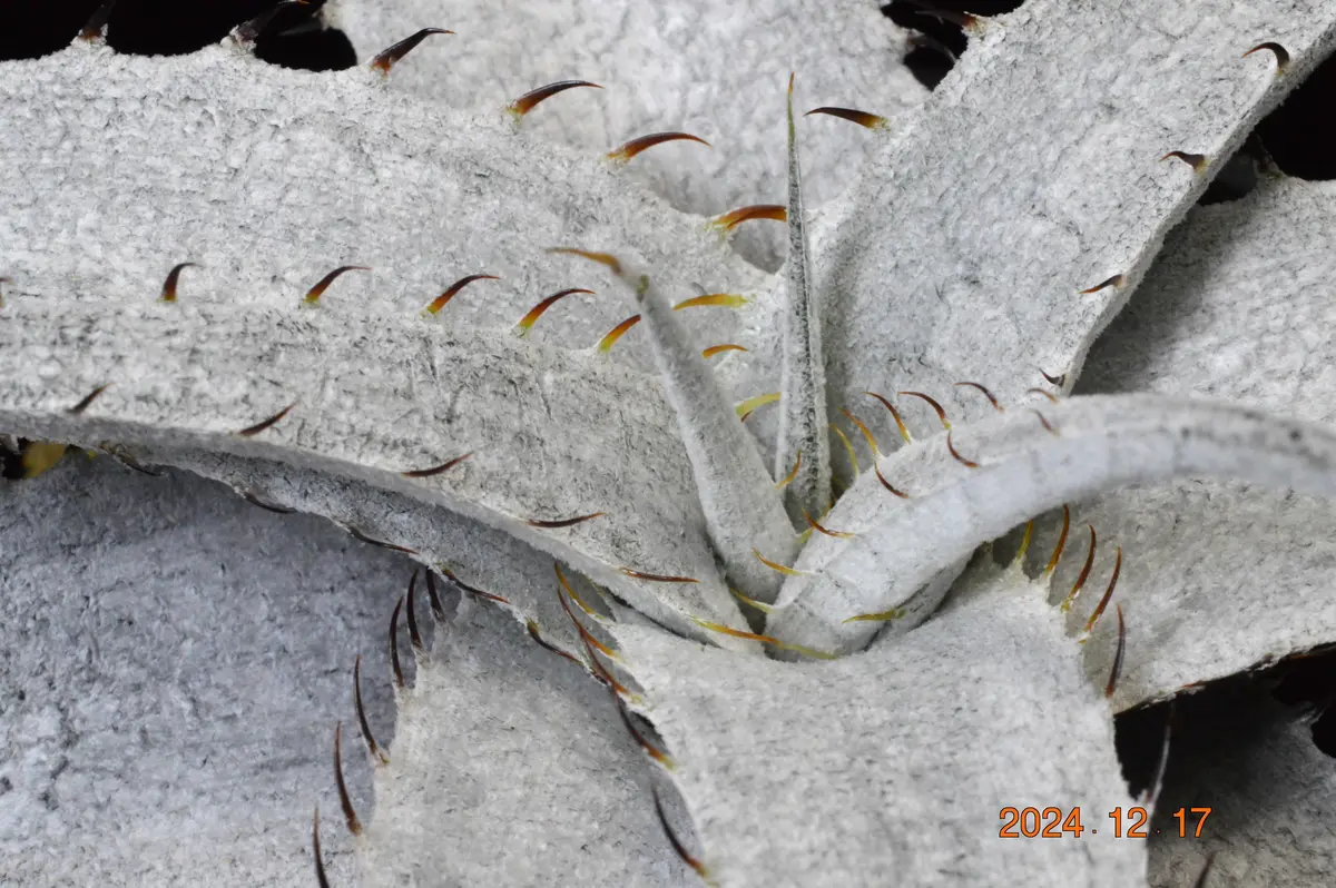 ディッキア・ブラウニー｜園芸日記by鹿せんべい｜みんなの趣味の園芸