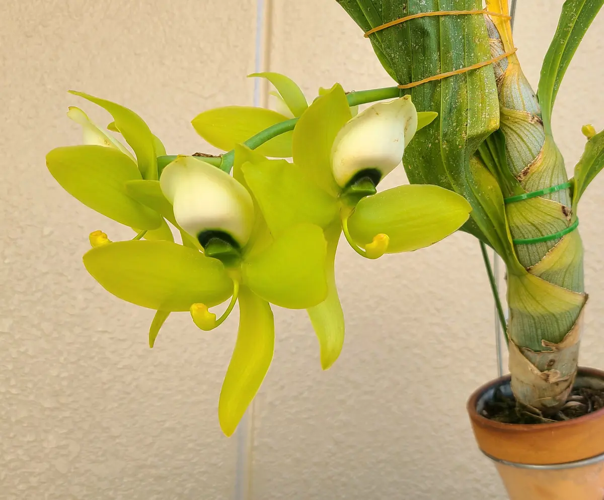 シクノチェス開花！｜園芸日記bypf_ta｜みんなの趣味の園芸｜1278131