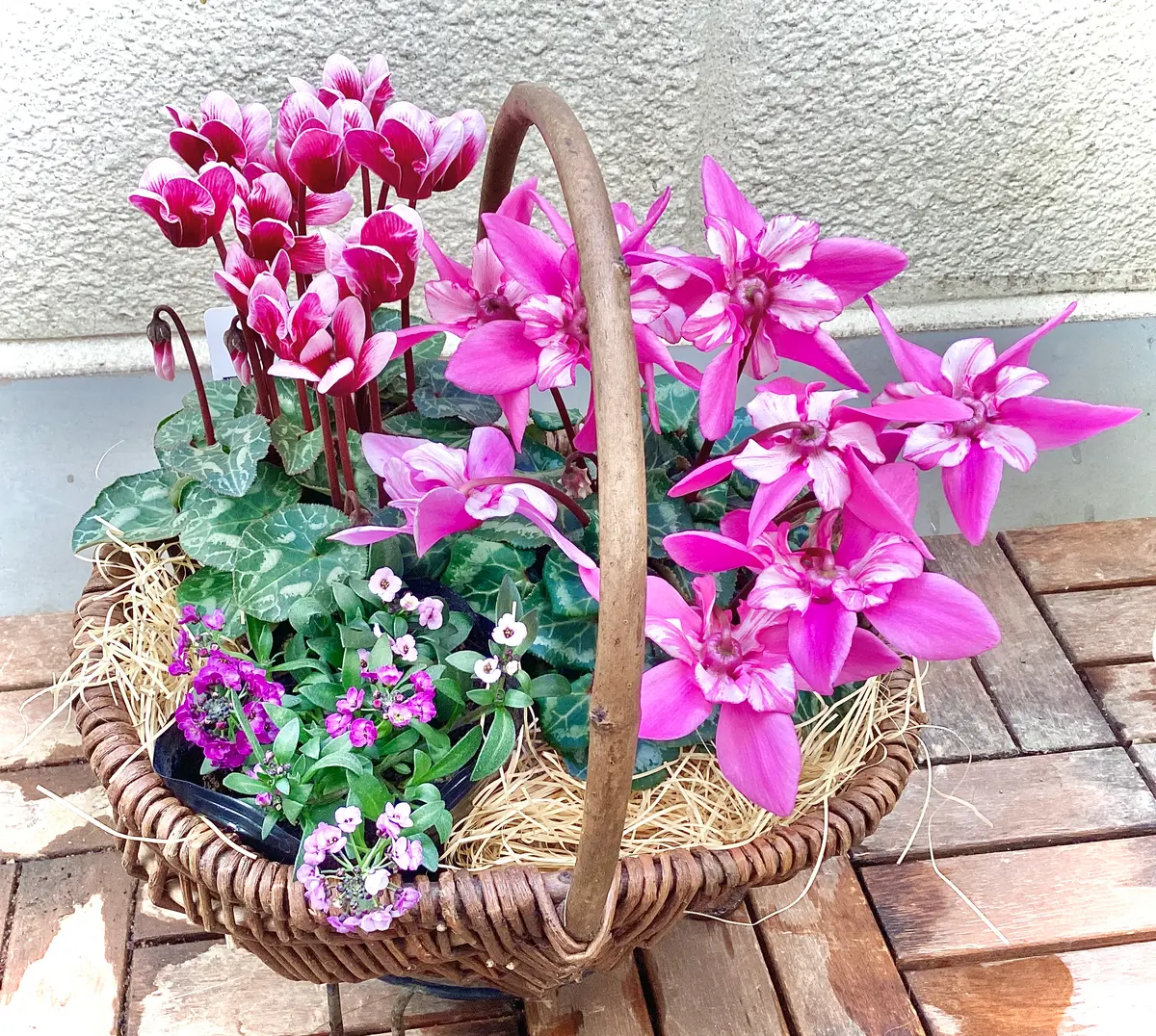 シクラメンの寄せ鉢揃えました！ と、秋のスリットバスケット、ビオラ