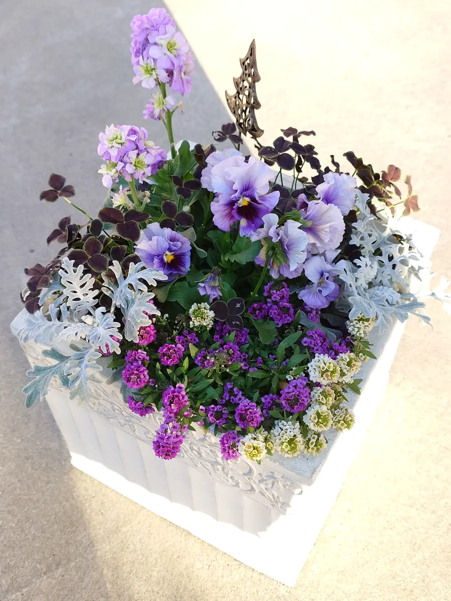 寄植え作成から1ヶ月｜園芸日記byNash｜みんなの趣味の園芸｜1278271