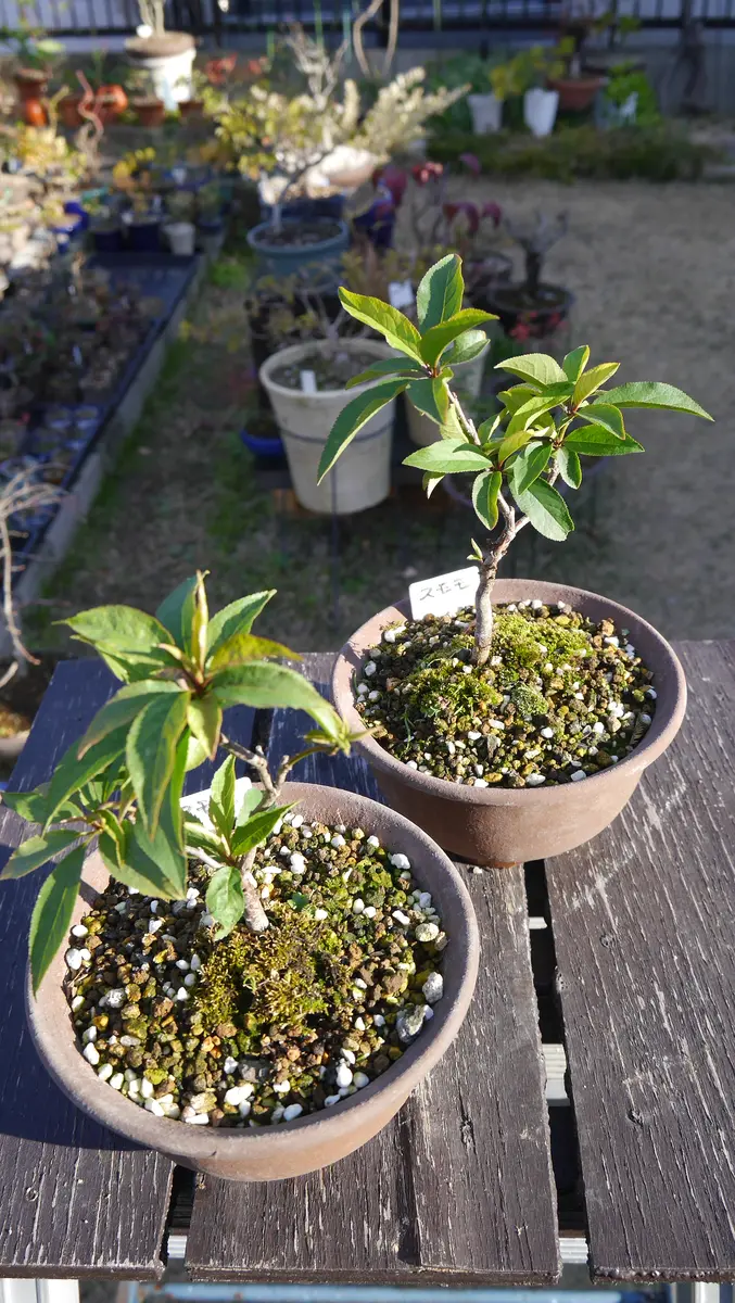 新作2024実生苗セットu⚠️4センチポット 【公式通販】