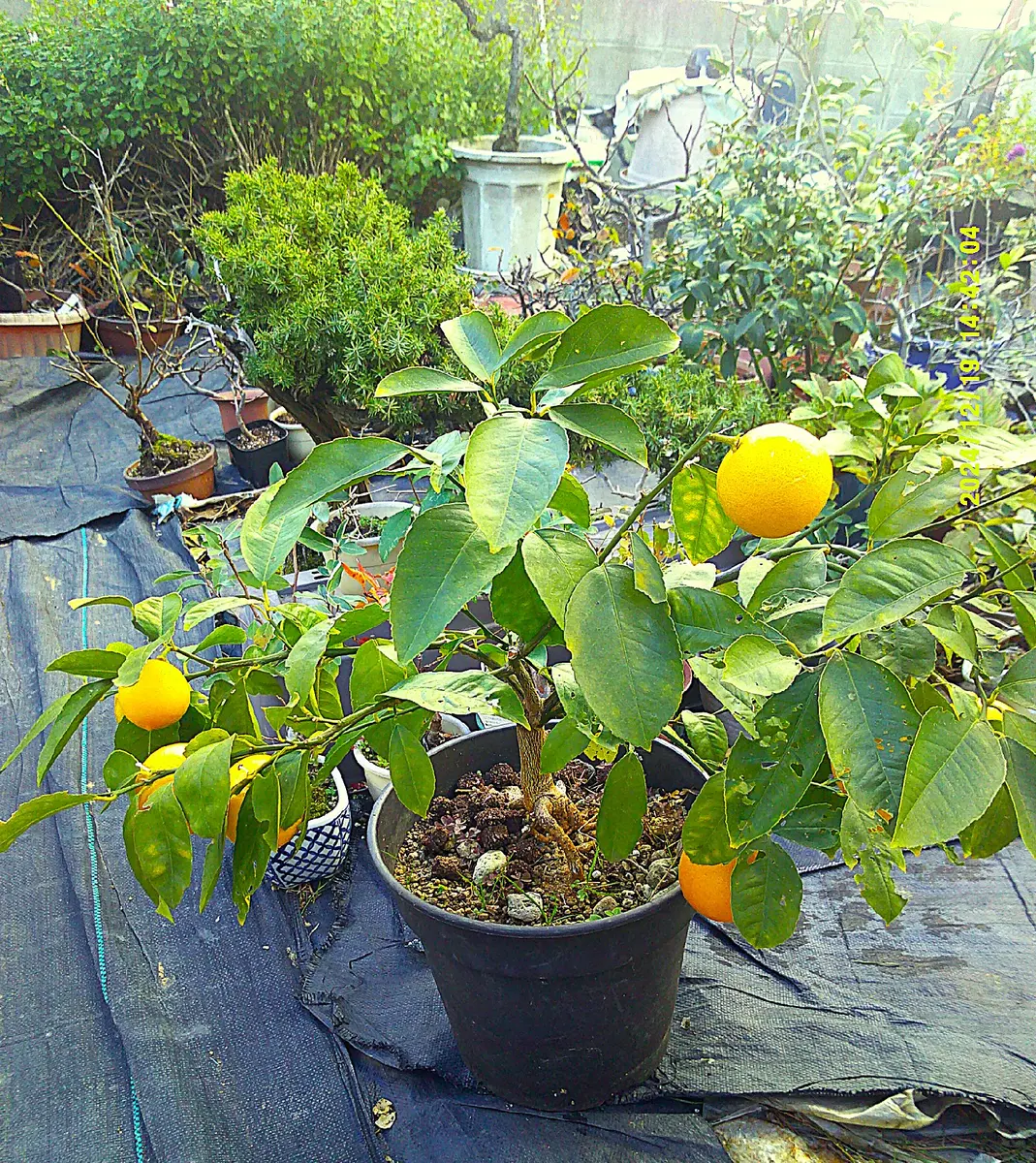 サイパンレモン苗1株 マイヤーレモン サイパンレモン タヒチ