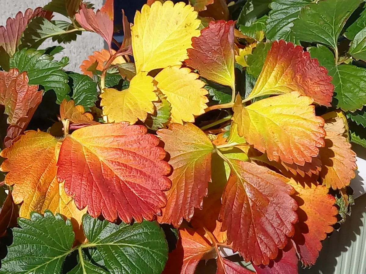 イチゴの葉も紅葉｜園芸日記byこんちゃん｜みんなの趣味の園芸
