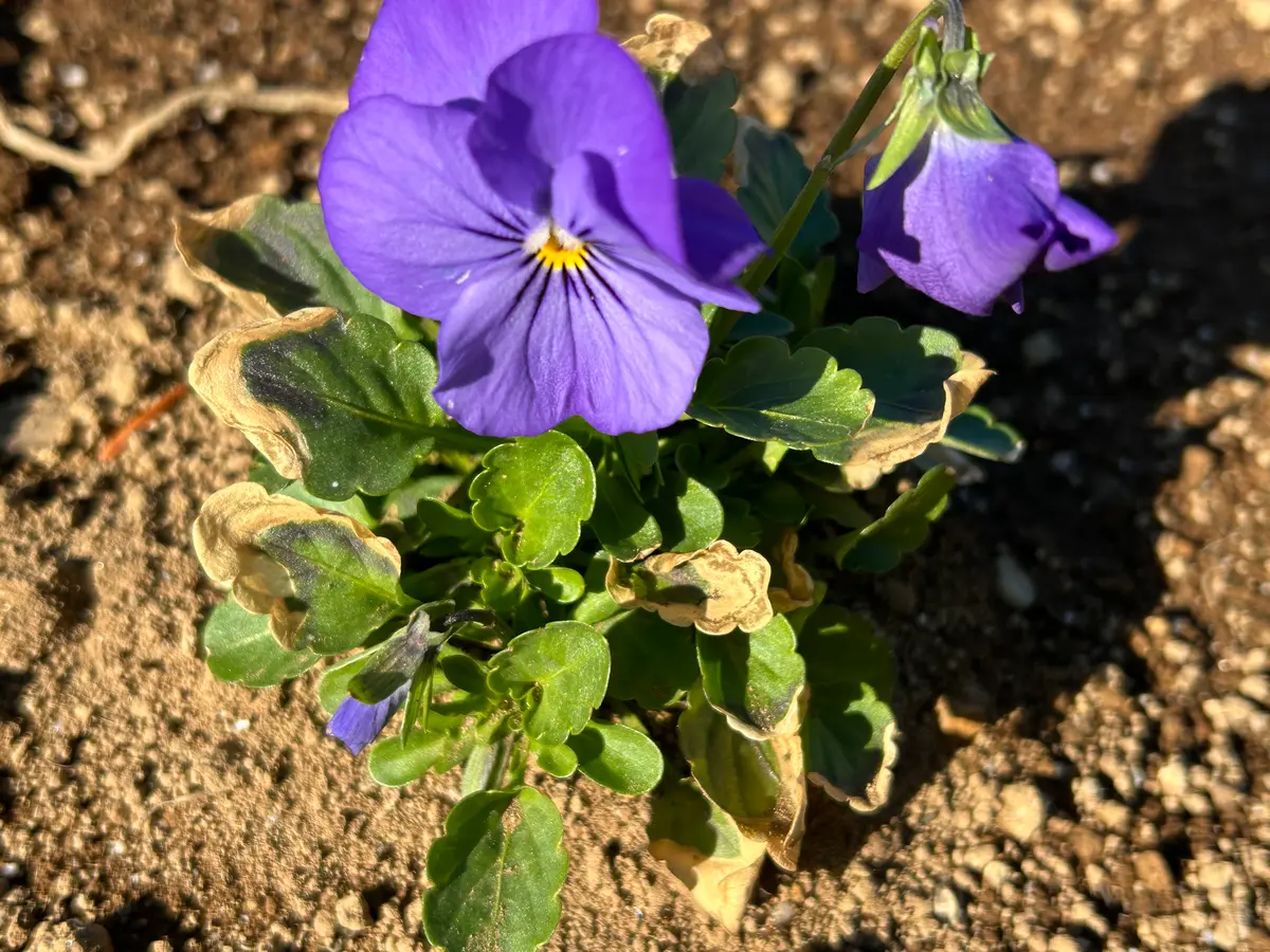 Kuachapo様　変化系ビオラ Kuachapo様 変化系ビオラ グリーンファームオンラインショップ｜地域に