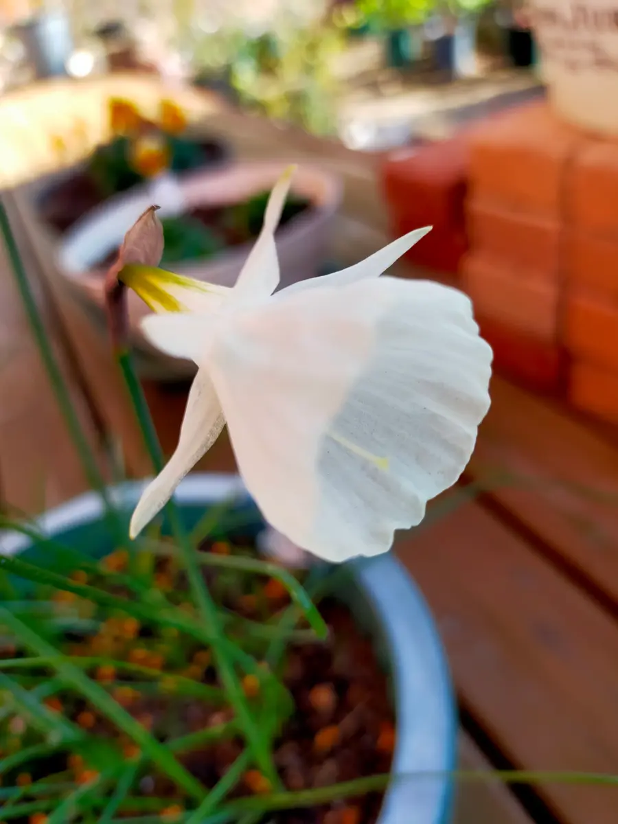 葉牡丹とガーデンシクラメンの寄せ植え。｜園芸日記byKuroko