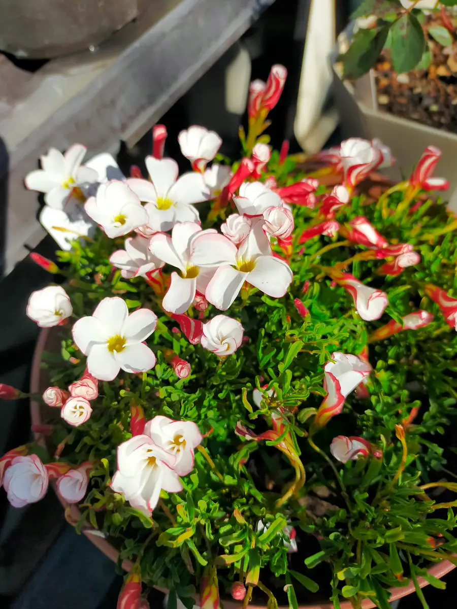 葉牡丹とガーデンシクラメンの寄せ植え。｜園芸日記byKuroko