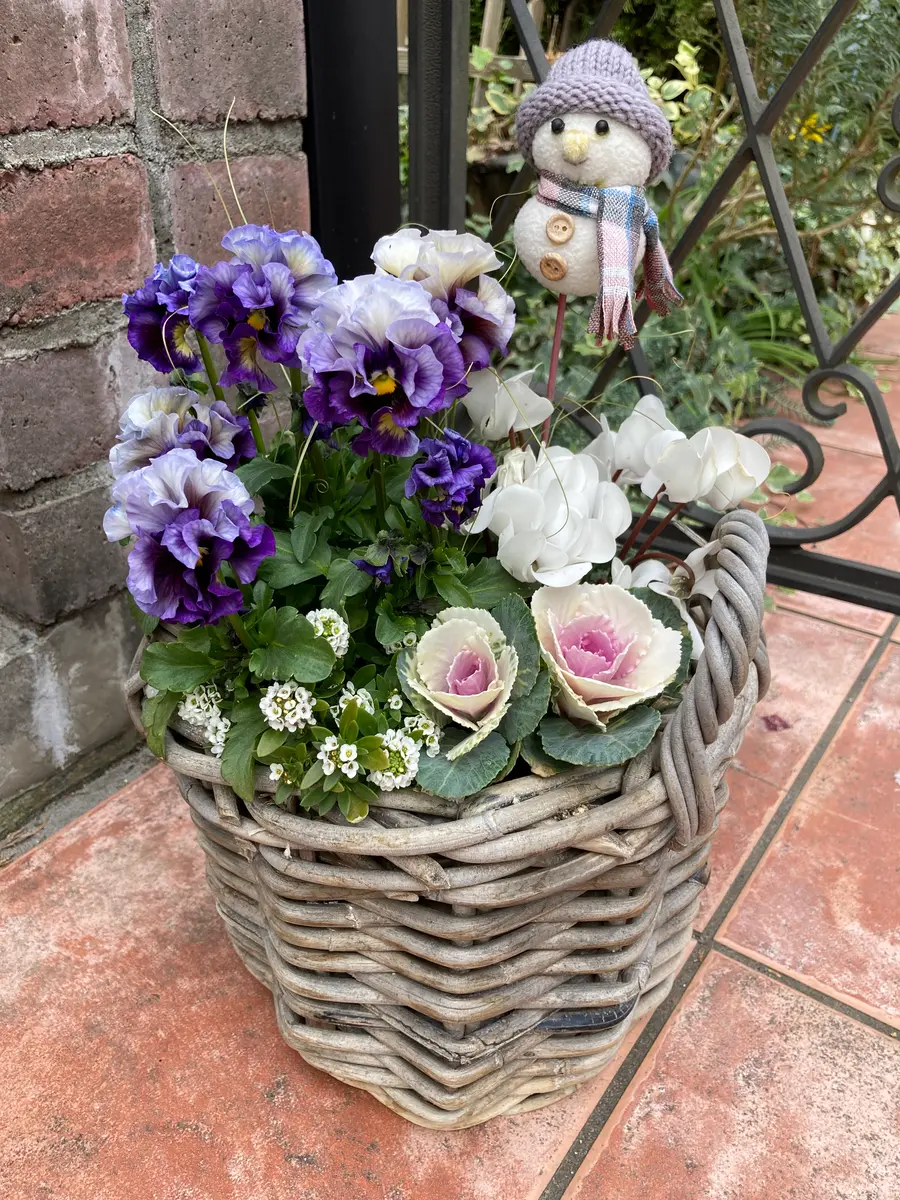 寄せ植え　花　マリオページ 1ヶ月過ぎた寄せ植え😊🎶｜園芸日記byマリオ｜みんなの趣味の