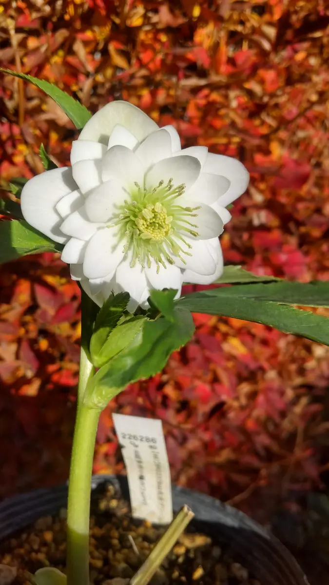 初花は分からないもの｜園芸日記byさいちぇん｜みんなの趣味の園芸