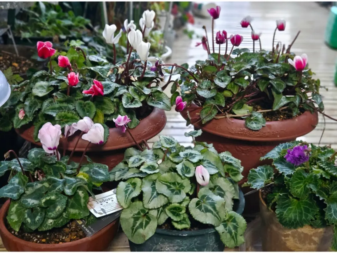 今日もシクラメンです😃💦～*｜園芸日記byhanakon｜みんなの趣味の園芸