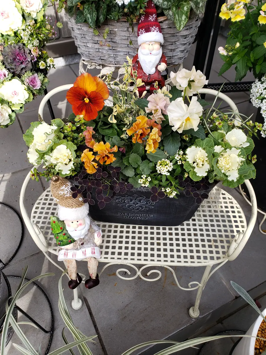 秋～冬に作成した寄せ植えたち(*^^*)｜園芸日記byみどりガーデン