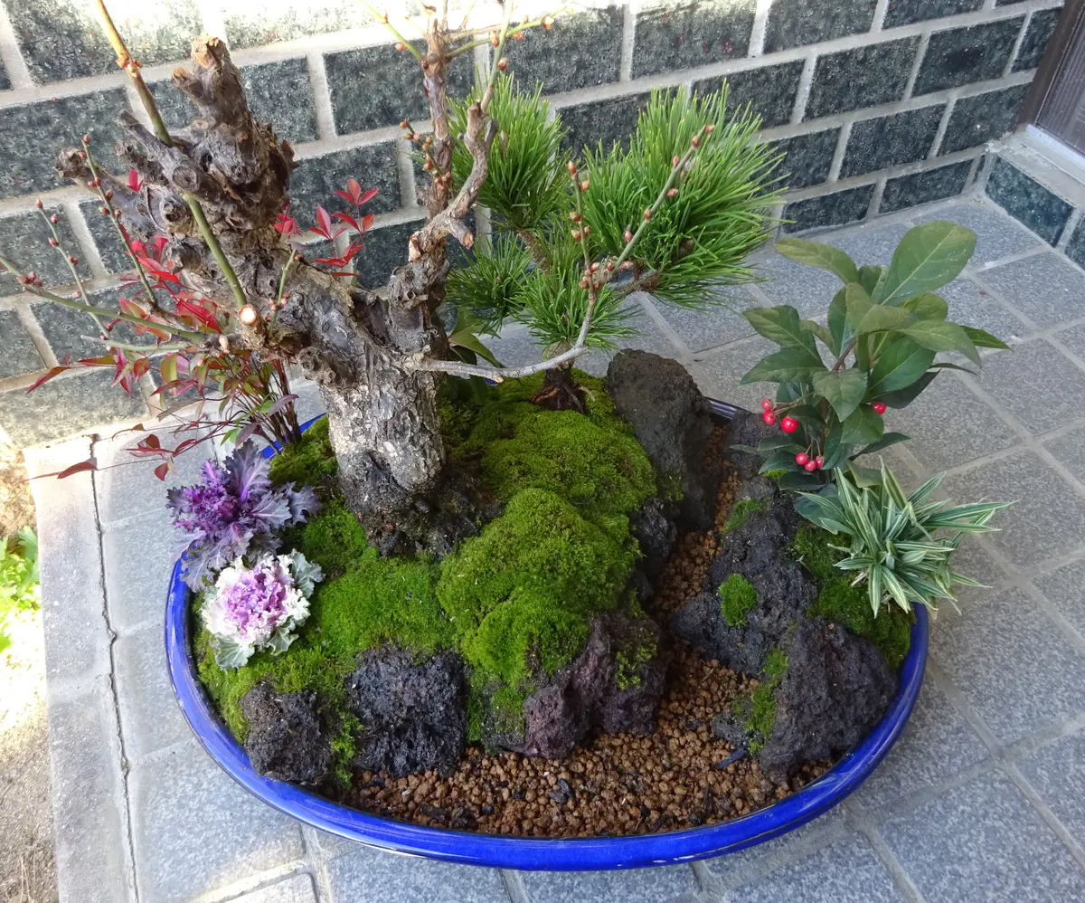 松竹梅の寄せ植えを頑張りました。｜園芸日記bykakip-ken｜みんなの趣味の園芸｜1279573