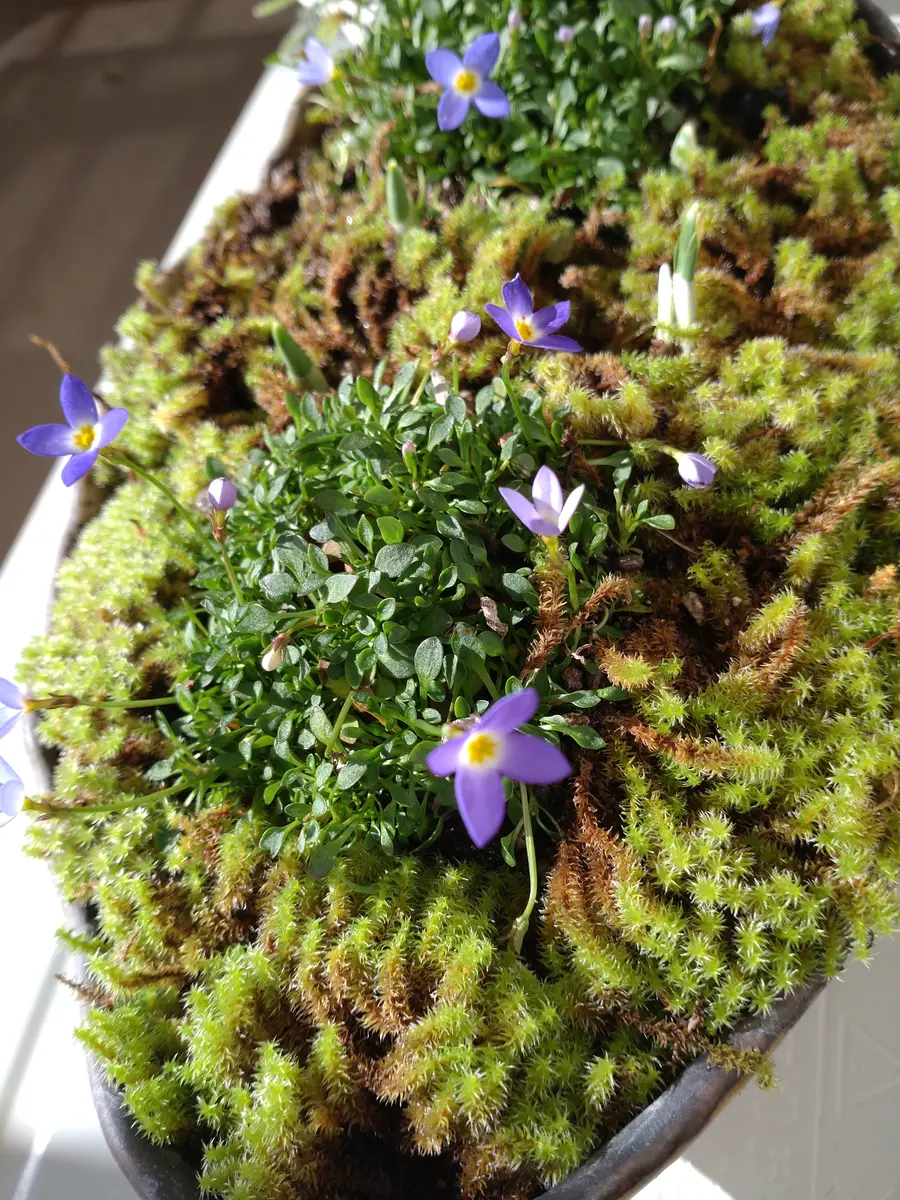 そら。ハッピービデンスいっぱいな 寄せ植え&シエルブリエと仲間達 寄植え・ビデンス ハッピーエンパイア「2023ベランダ＆我が家の植物