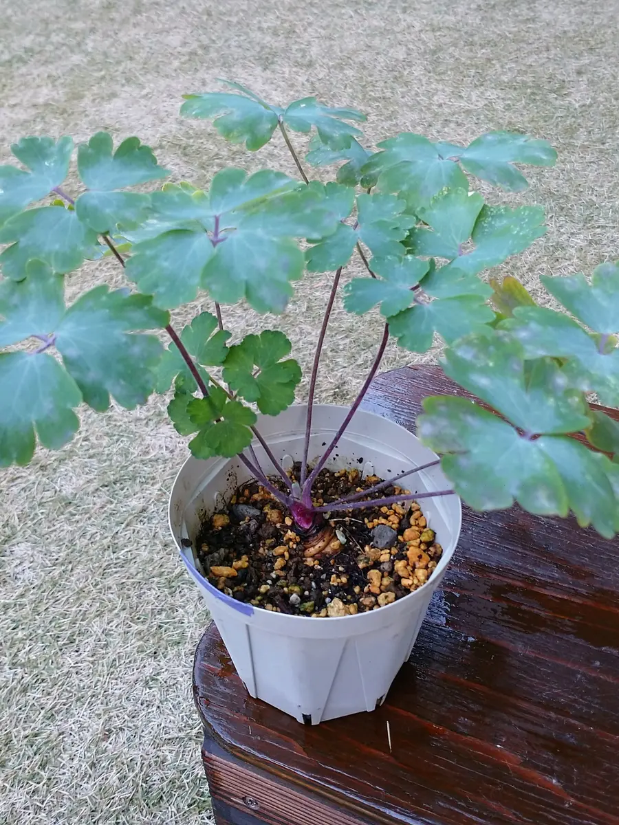 オダマキ オールピンクペチコート根付き苗一株 挙がり