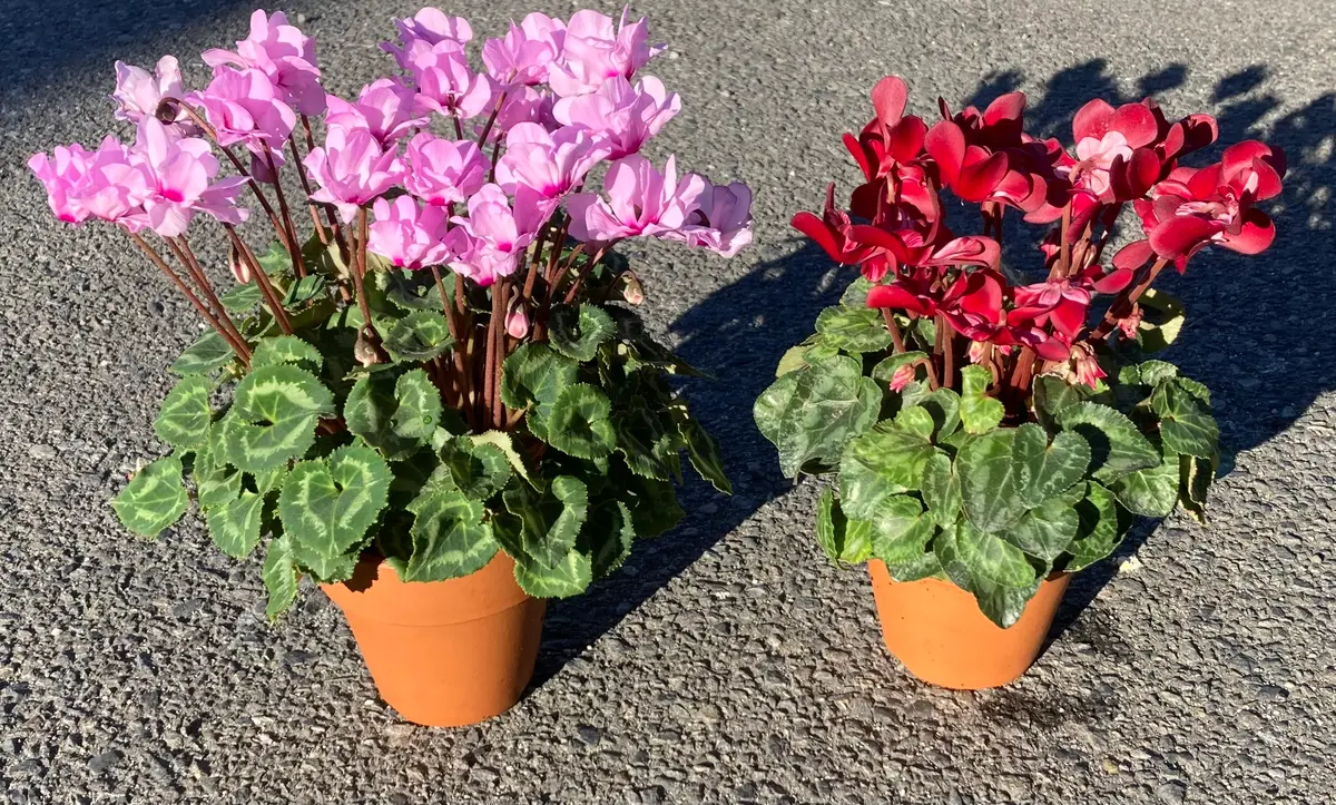 ❣️シクラメンです。２点おまとめ ❣️シクラメンです。2点おまとめ ❣️シクラメンです。2点おまとめ