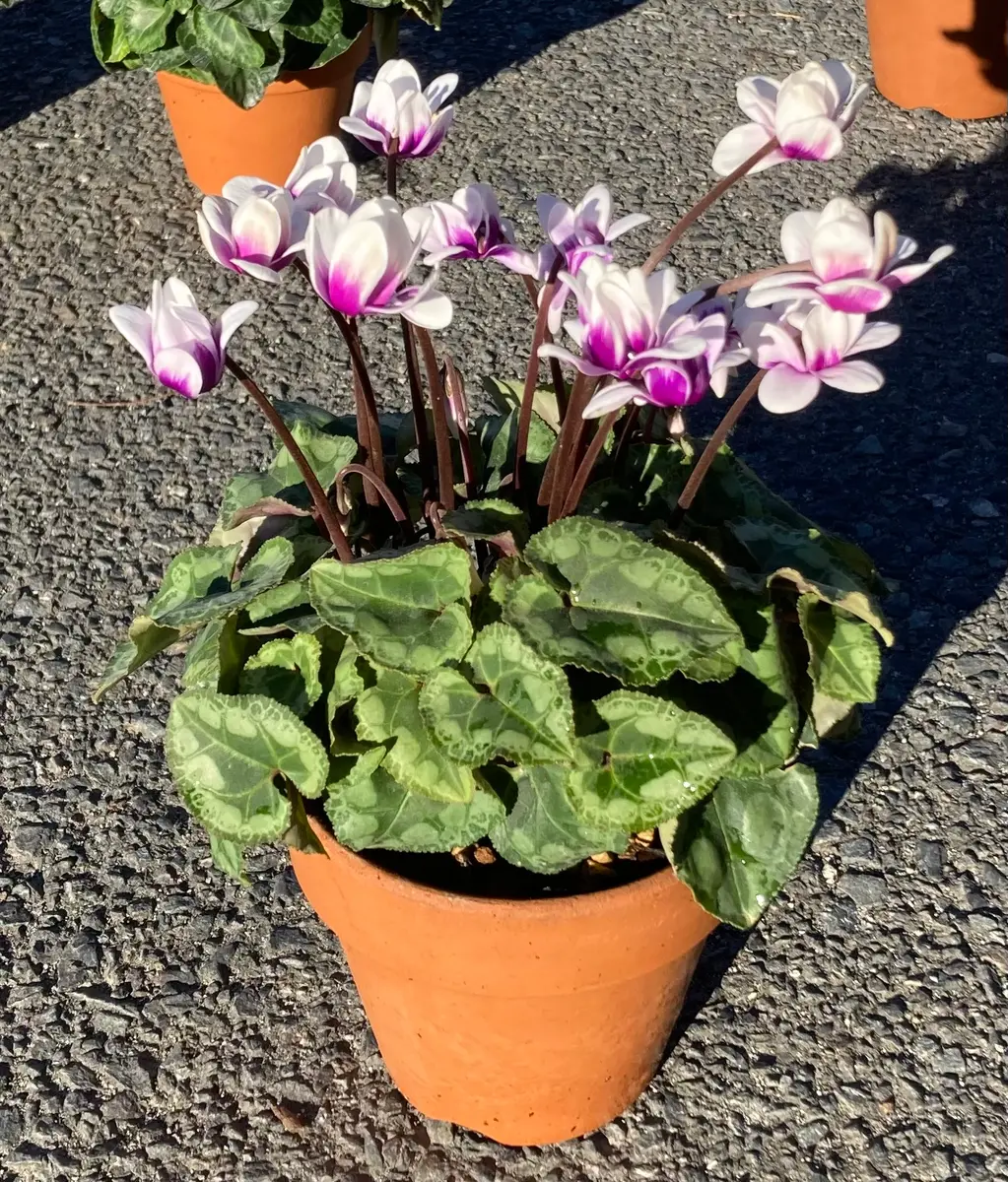 シクラメンの水やり比較｜園芸日記byがち｜みんなの趣味の園芸｜1279758
