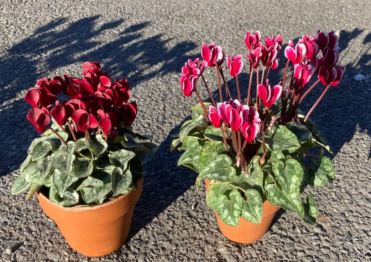 シクラメンの水やり比較｜園芸日記byがち｜みんなの趣味の園芸｜1279758