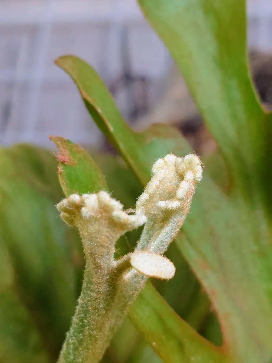 ビカクシダ・リドレイさん、スプーンてすか？！｜園芸日記