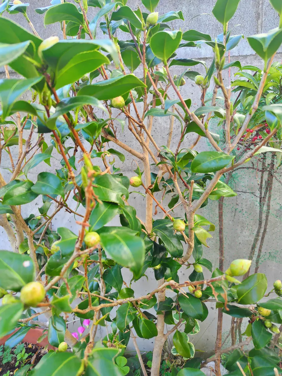 玄関脇花壇の椿と万両｜園芸日記byjictenko｜みんなの趣味の園芸｜1280123