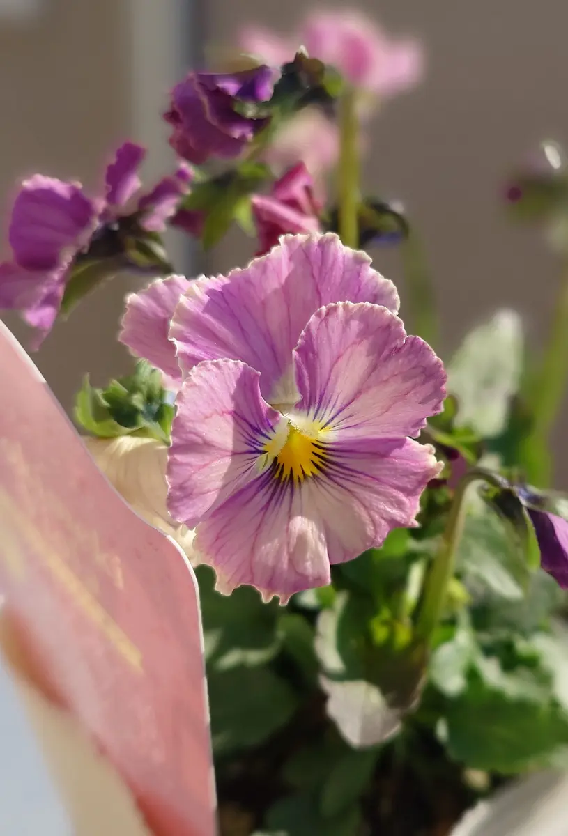 ときめきビオラ(シネマティックベイン)｜園芸日記byNash｜みんなの趣味