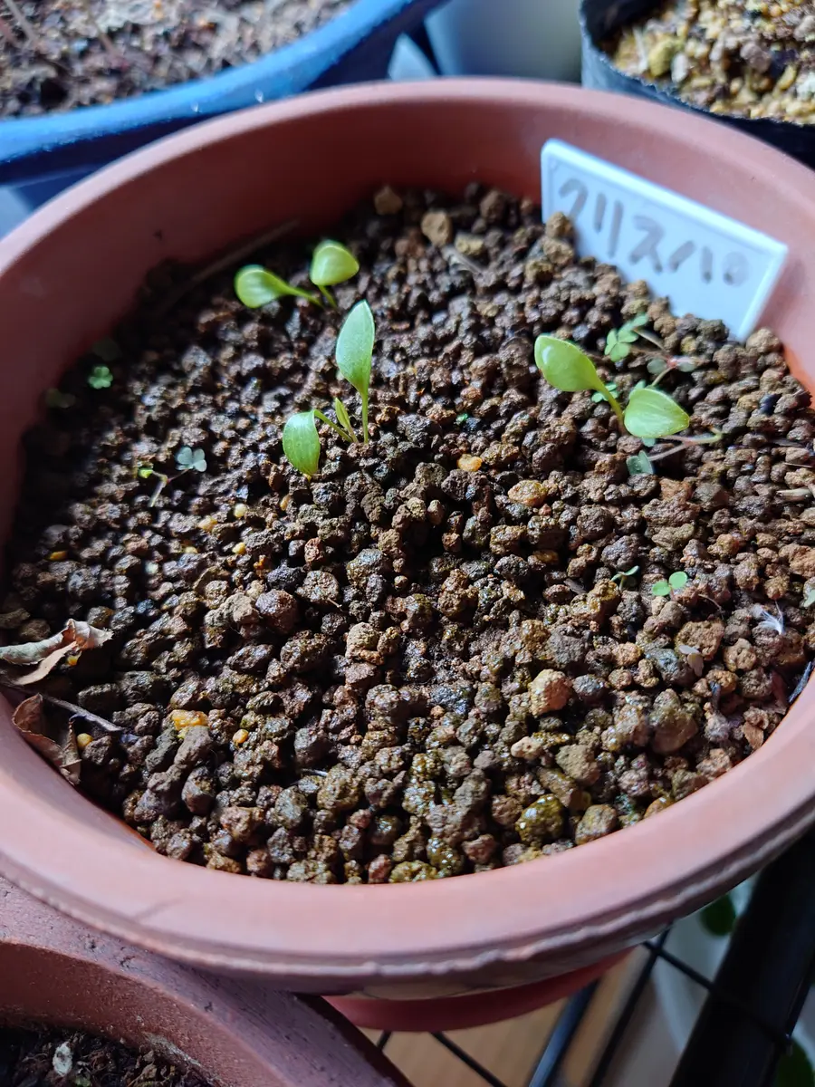 クレマチス発芽｜園芸日記byひいらぎ笑顔｜みんなの趣味の園芸｜1280239