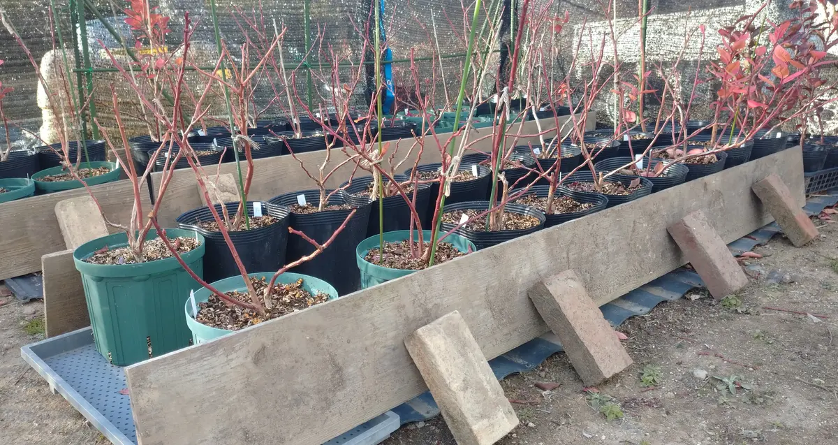 ブルーベリー、挿し木苗の防寒、防風対策をしました。（簡易対策