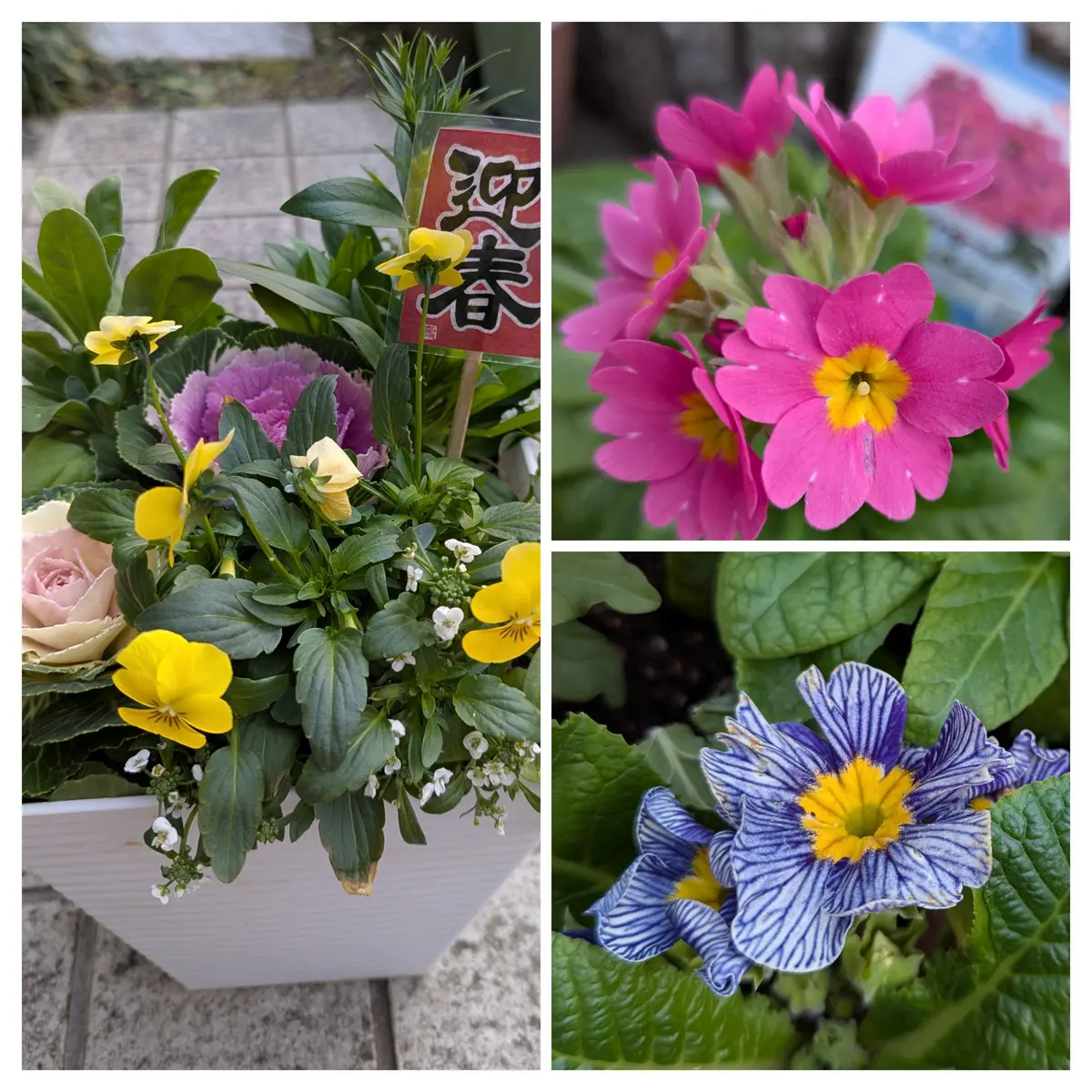 268.マーガレット&いちご　春リース　フラワーリース 268.マーガレット&いちご春リースフラワーリース