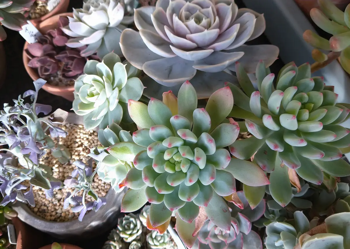 柱サボテン ブランチ切り込み仕立て ハシラサボテン 12号 多肉植物 熱帯