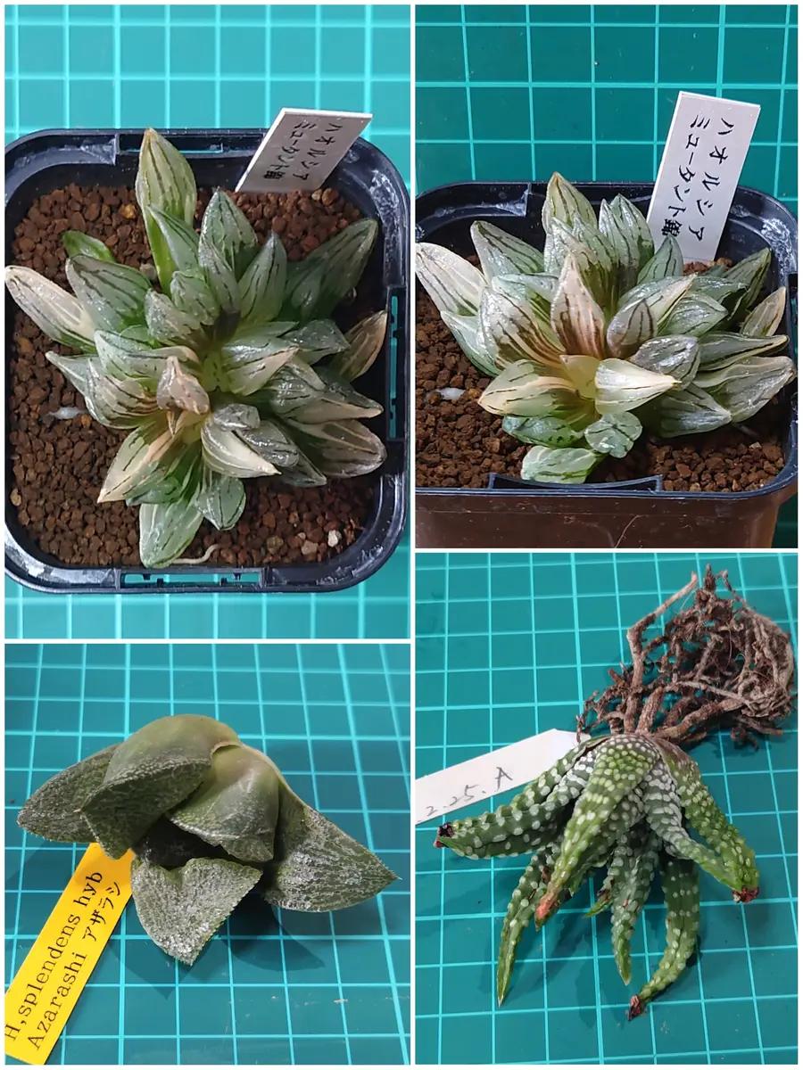 多肉植物 ハオルチア アトロフスカミュータント錦 hqdefault.jpg
