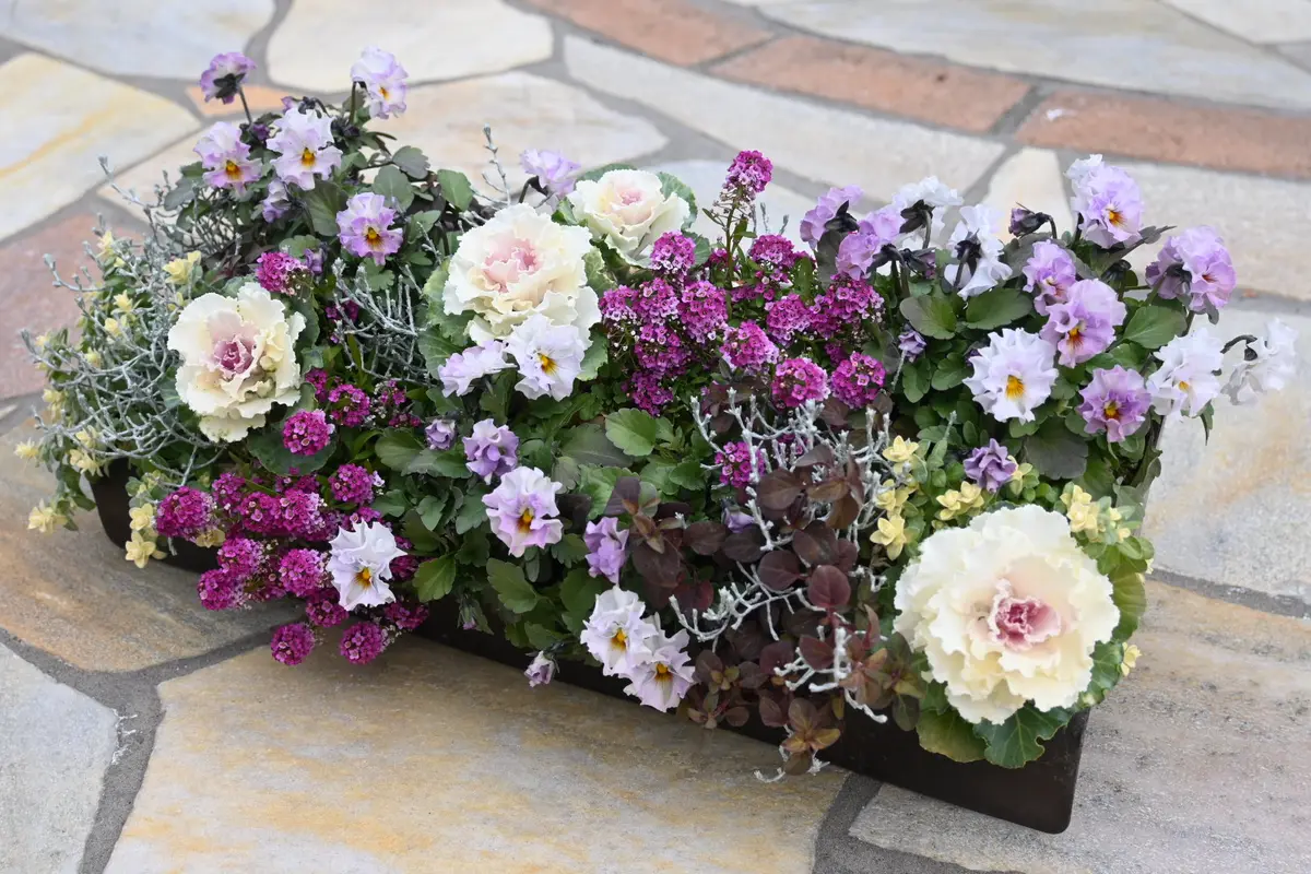 寄せ植え〜傾斜コンテナ50日後〜｜園芸日記byえひめみかん｜みんなの