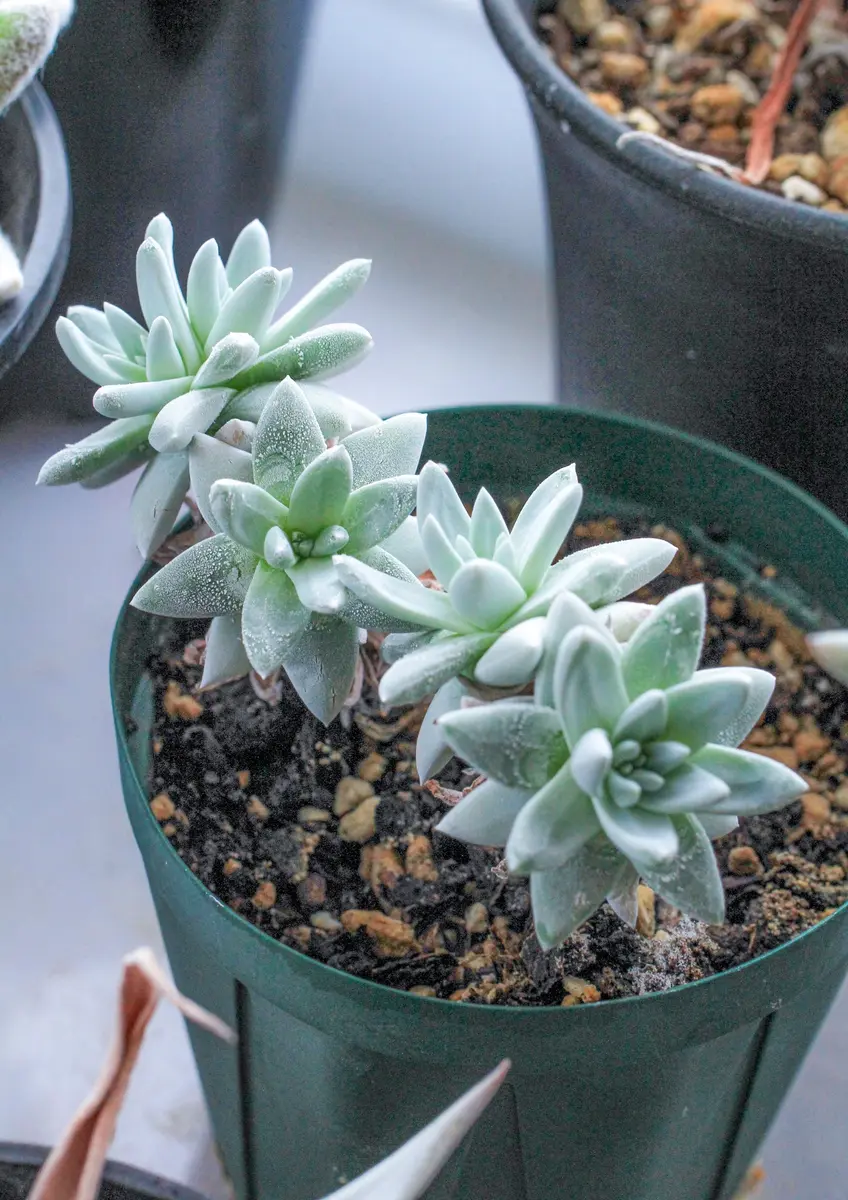 グノマ・ホワイトスプライト｜園芸日記byめりー｜みんなの趣味の園芸